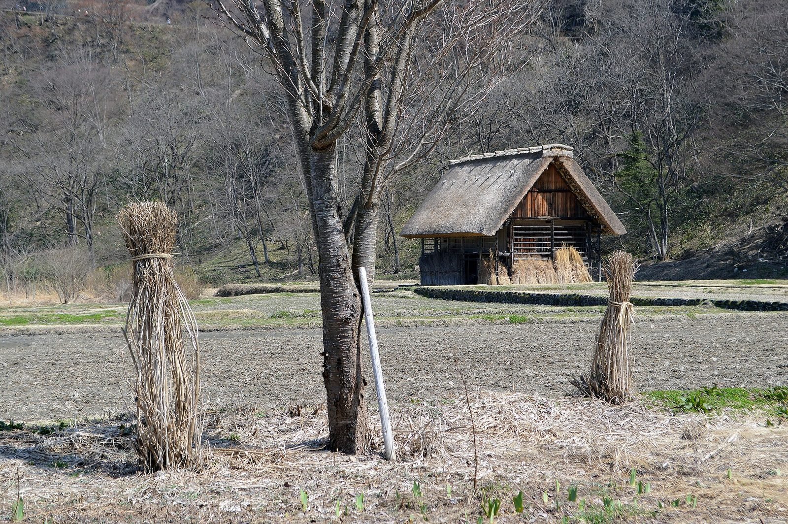 Casa rural japonesa de paja entre campos